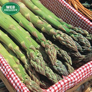 Jersey Supreme Asparagus Plant