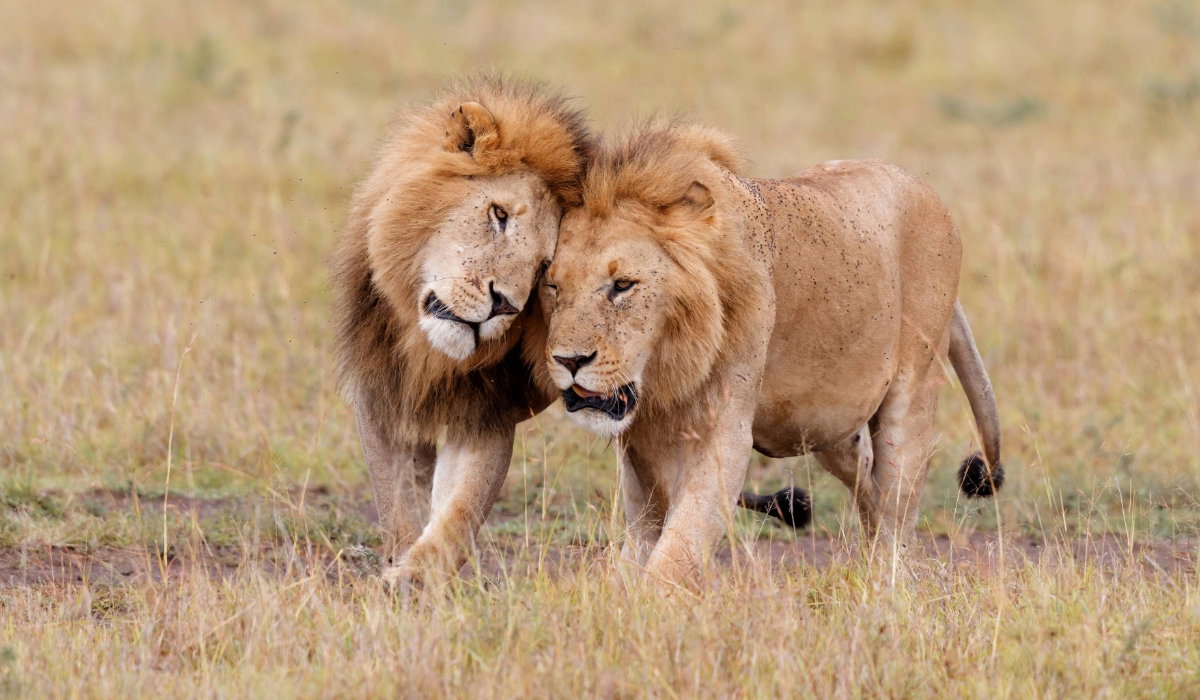 Kenyan Safari