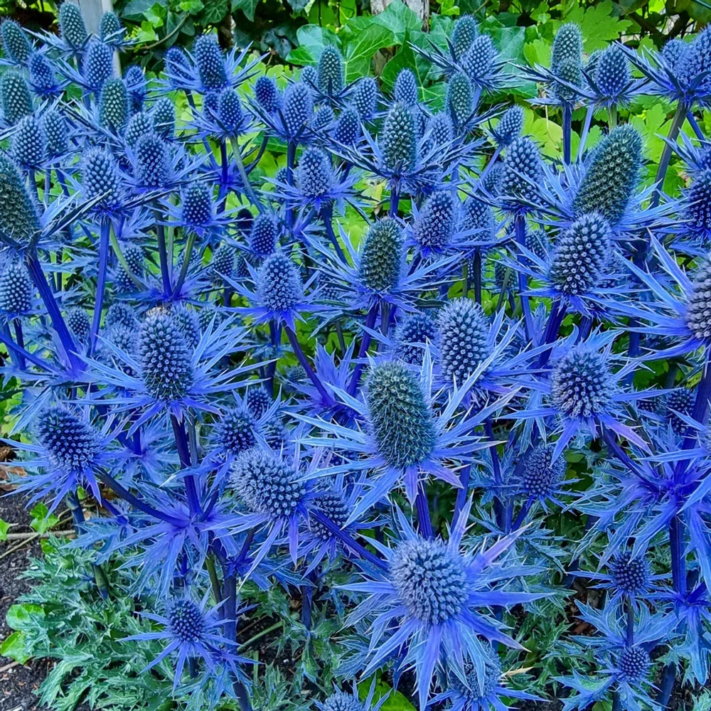 Beachside Blue Sea Holly