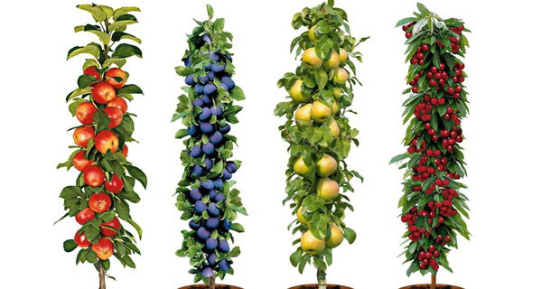 4er- oder 8er-Set Säulen-Obst-Kollektion