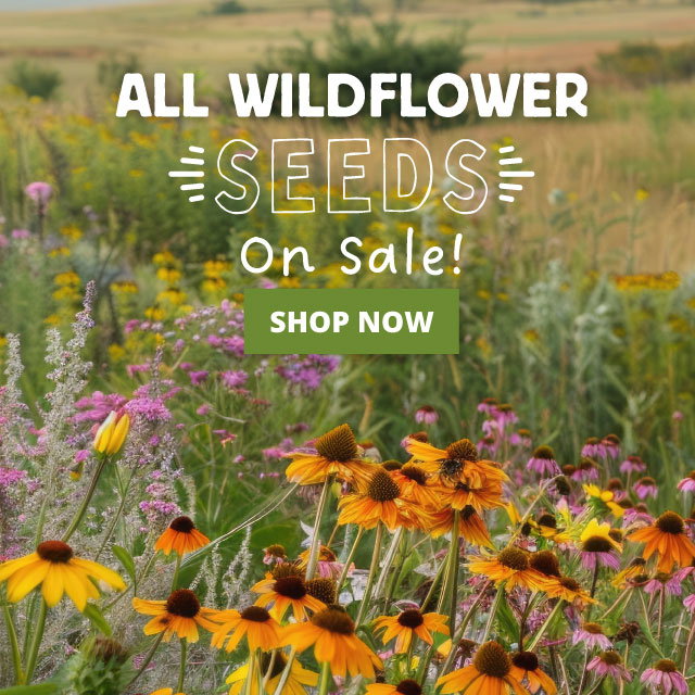 Wildflower Seeds