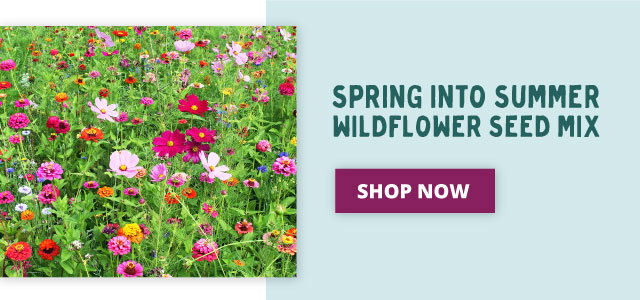 Spring Into Summer Wildflower Seed Mix