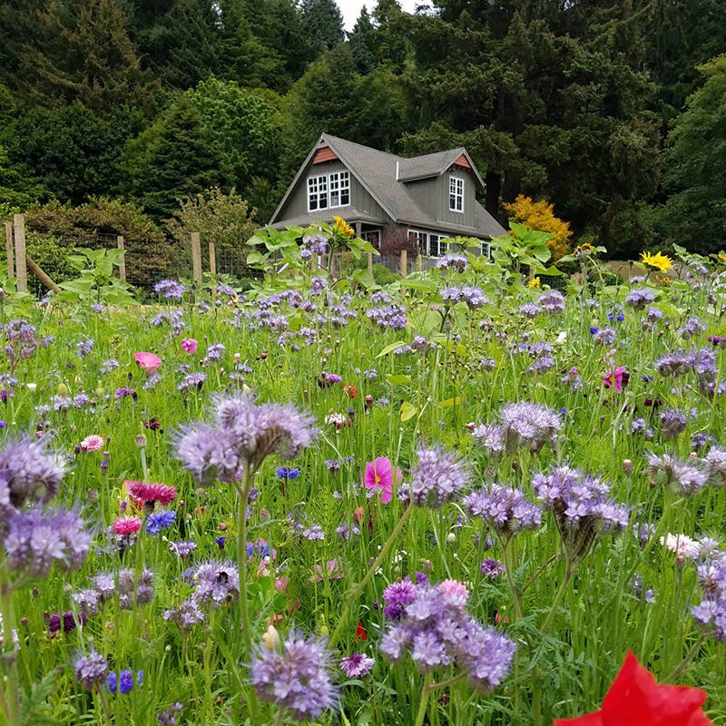 Wildflower Seed Mixes