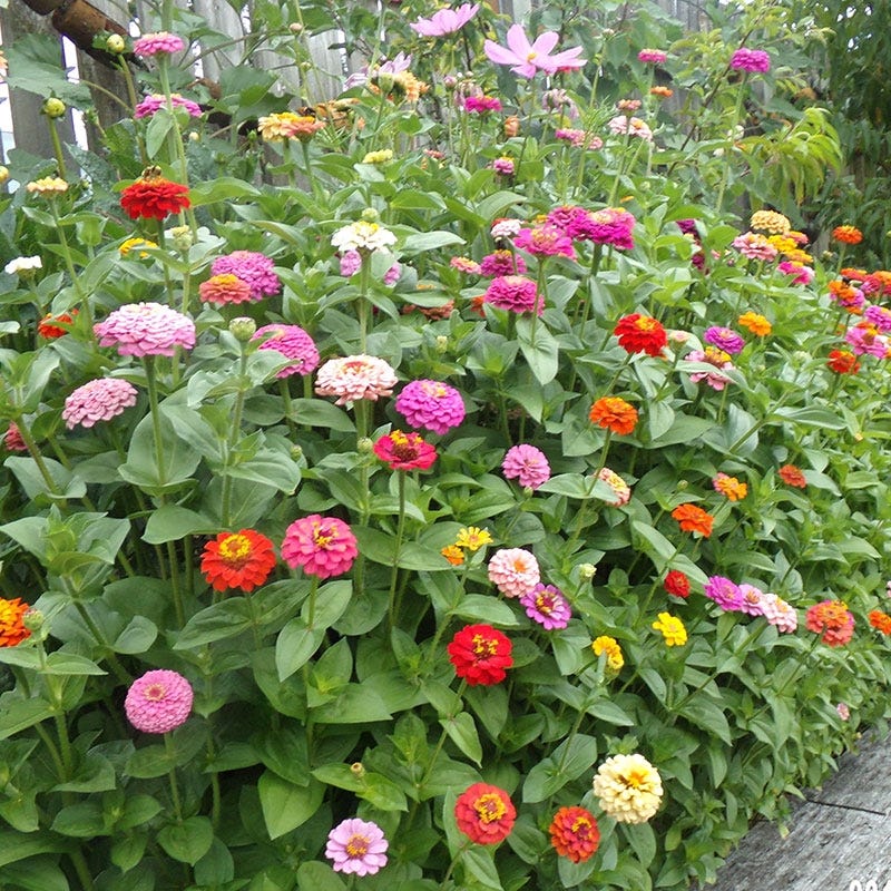 Cut & Come Again Zinnia Seeds