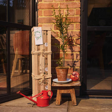 Pomegranate ‘The Tree Of Love’ Gift