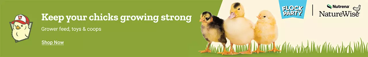 RMN Spring Chick Days