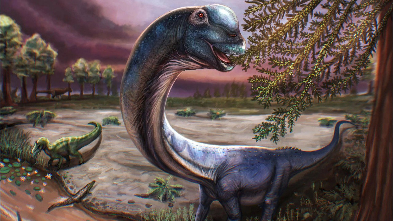 An artist’s reconstruction of what the nagatitan dinosaur must have looked like. It is pictured as a very large dark grey dinosaur with a long neck. It is eating leaves from a tree and there are smaller dinosaurs in the background.