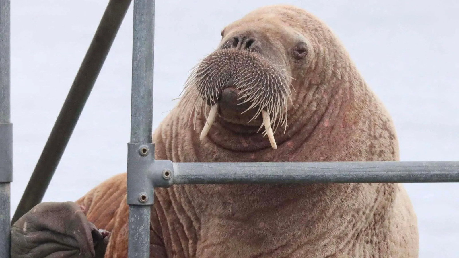 A close-up of a large brown walrus behind railings.