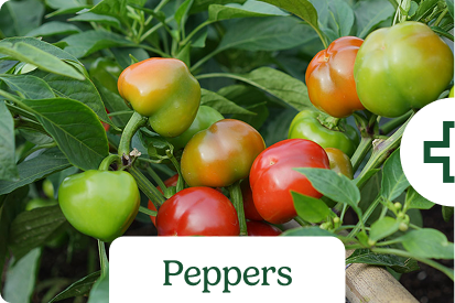 Peppers