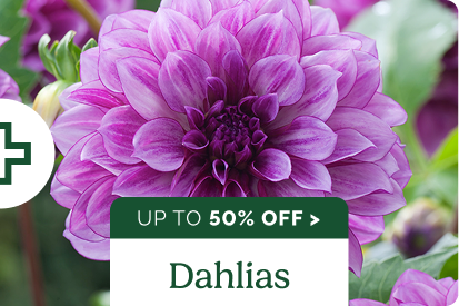 Dahlias