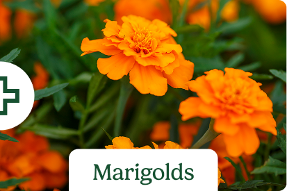 Marigolds