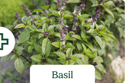 Basil