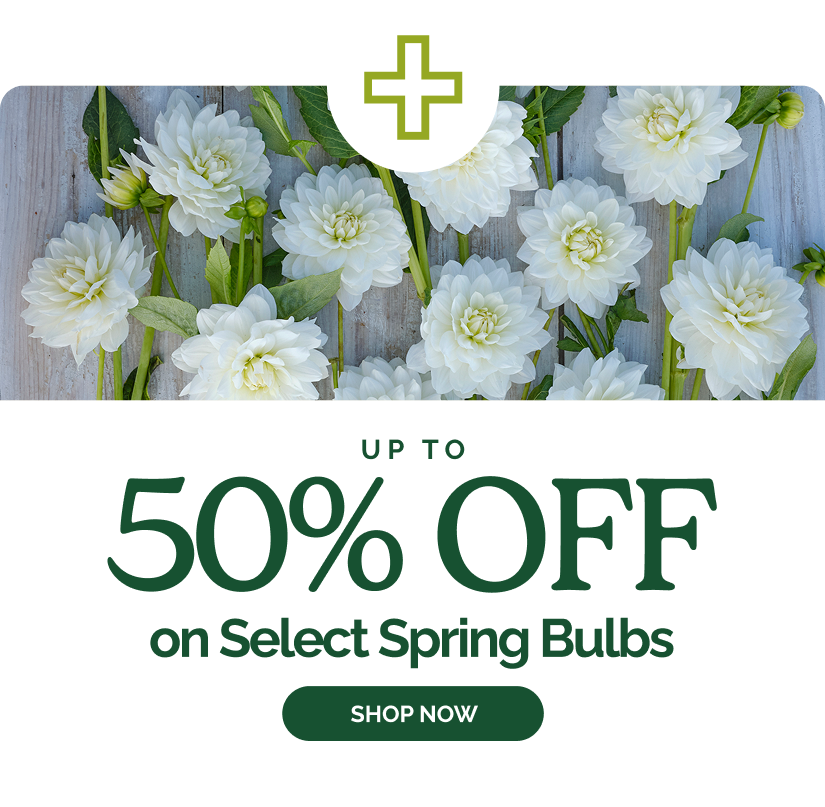 Up to 50% Off Select Spring Bulbs