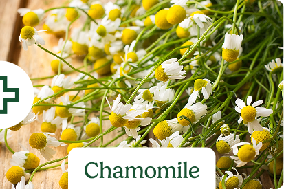Chamomile