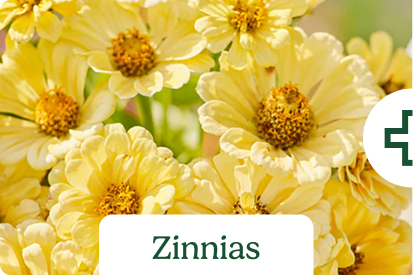 Zinnias