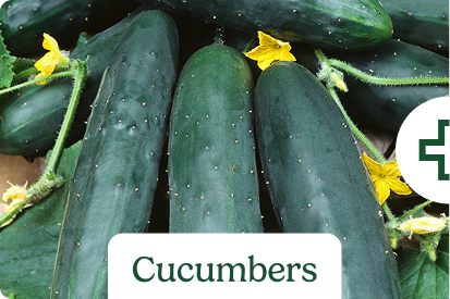 Cucumbers