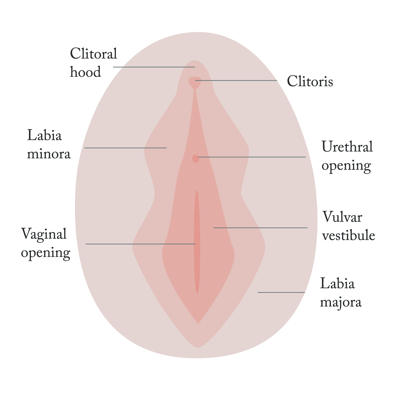 Vulva Diagram