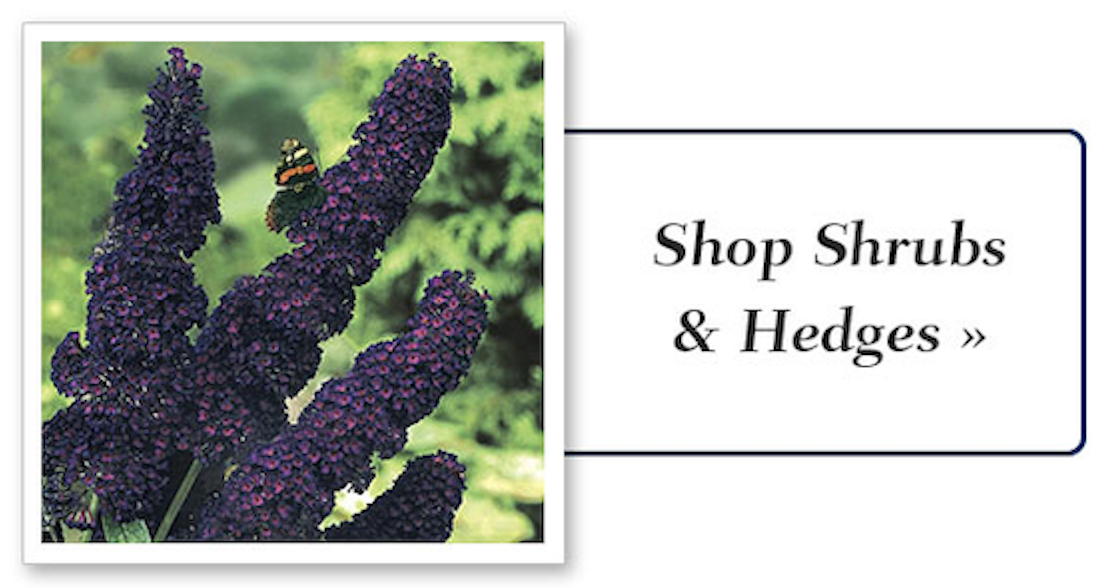shrubs-hedges