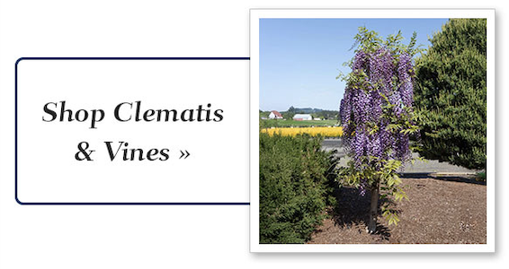 vines_climbers