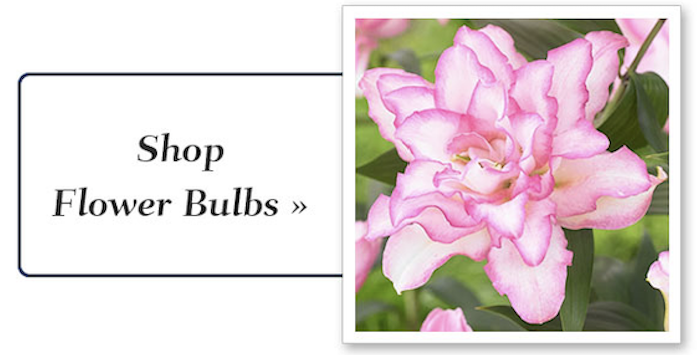 flower_bulbs