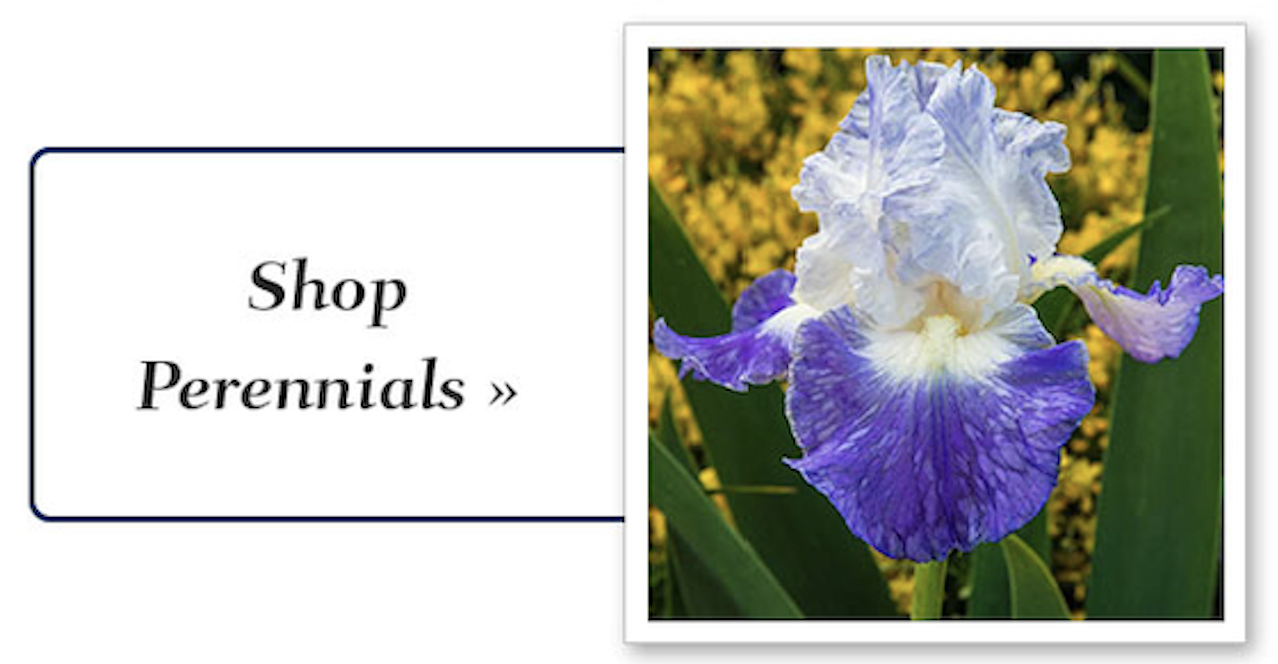perennial_plants