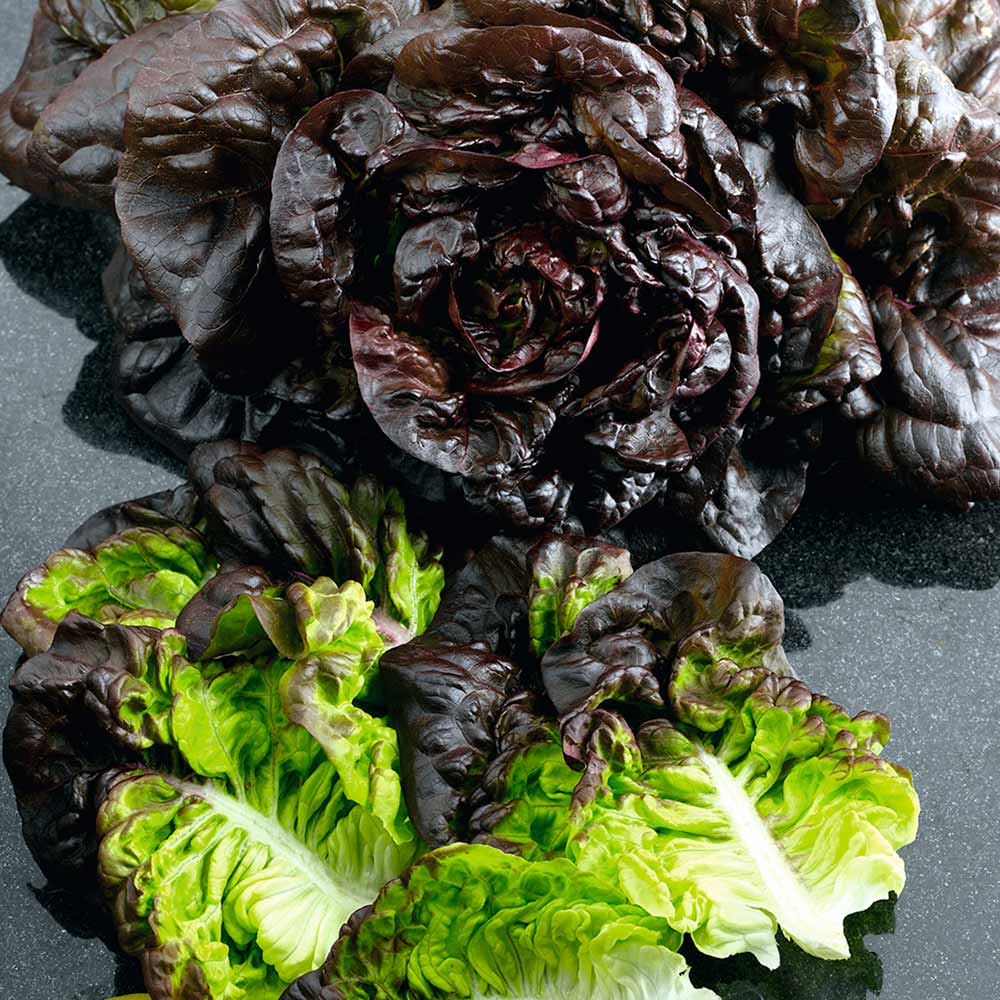 Lettuce 'Red Little Gem Amaze'
