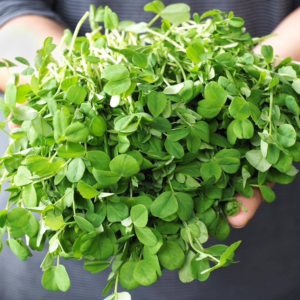 Pea Shoots 'Anubis'