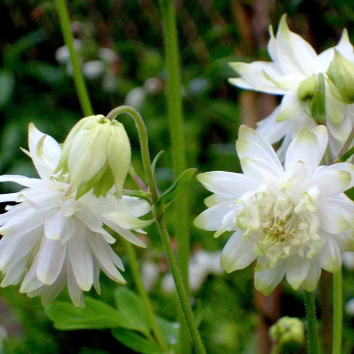 Aquilegia 'Lime Sorbet'