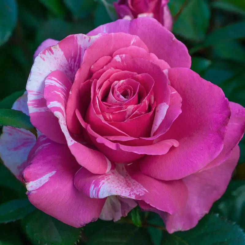 Parade Day Grandiflora Rose