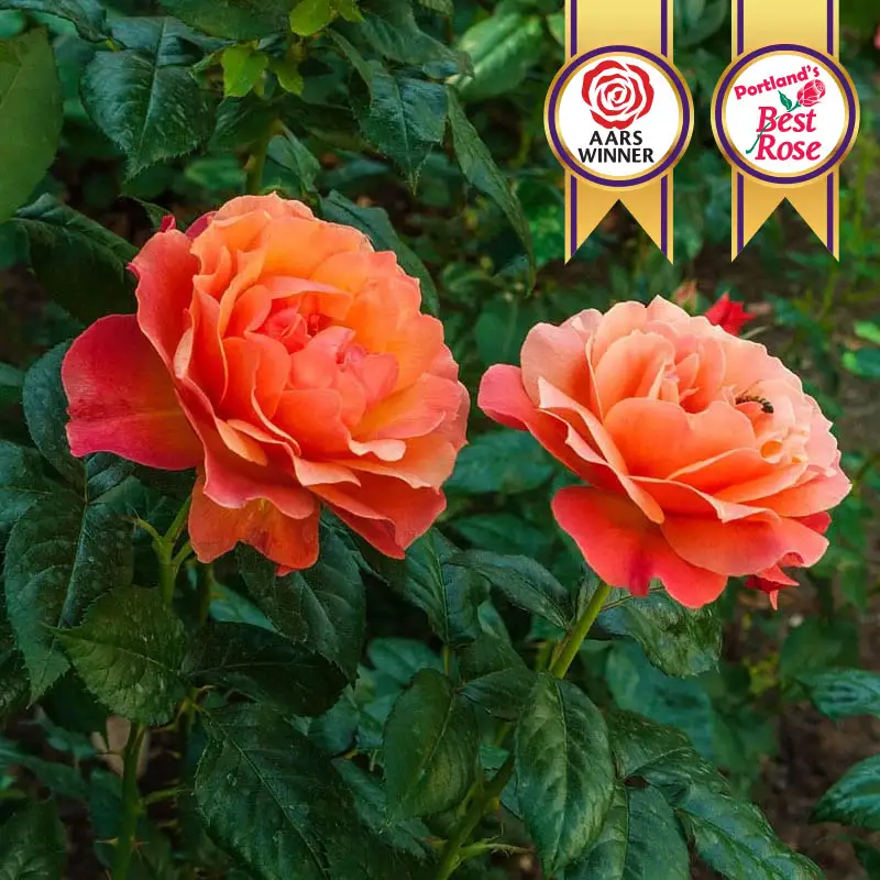 Livin' Easy® Floribunda Rose