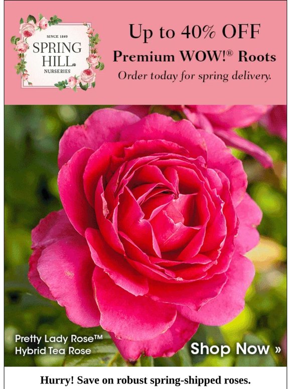 LAST CHANCE | Save up to 40% on Premium WOW!® Roots