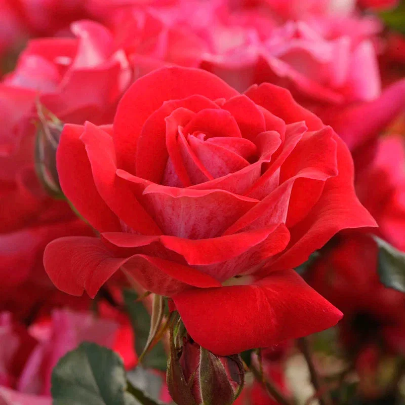 Take It Easy® Shrub Rose