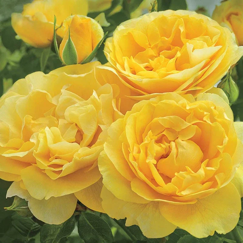 Happy Go Lucky™ Grandiflora Rose