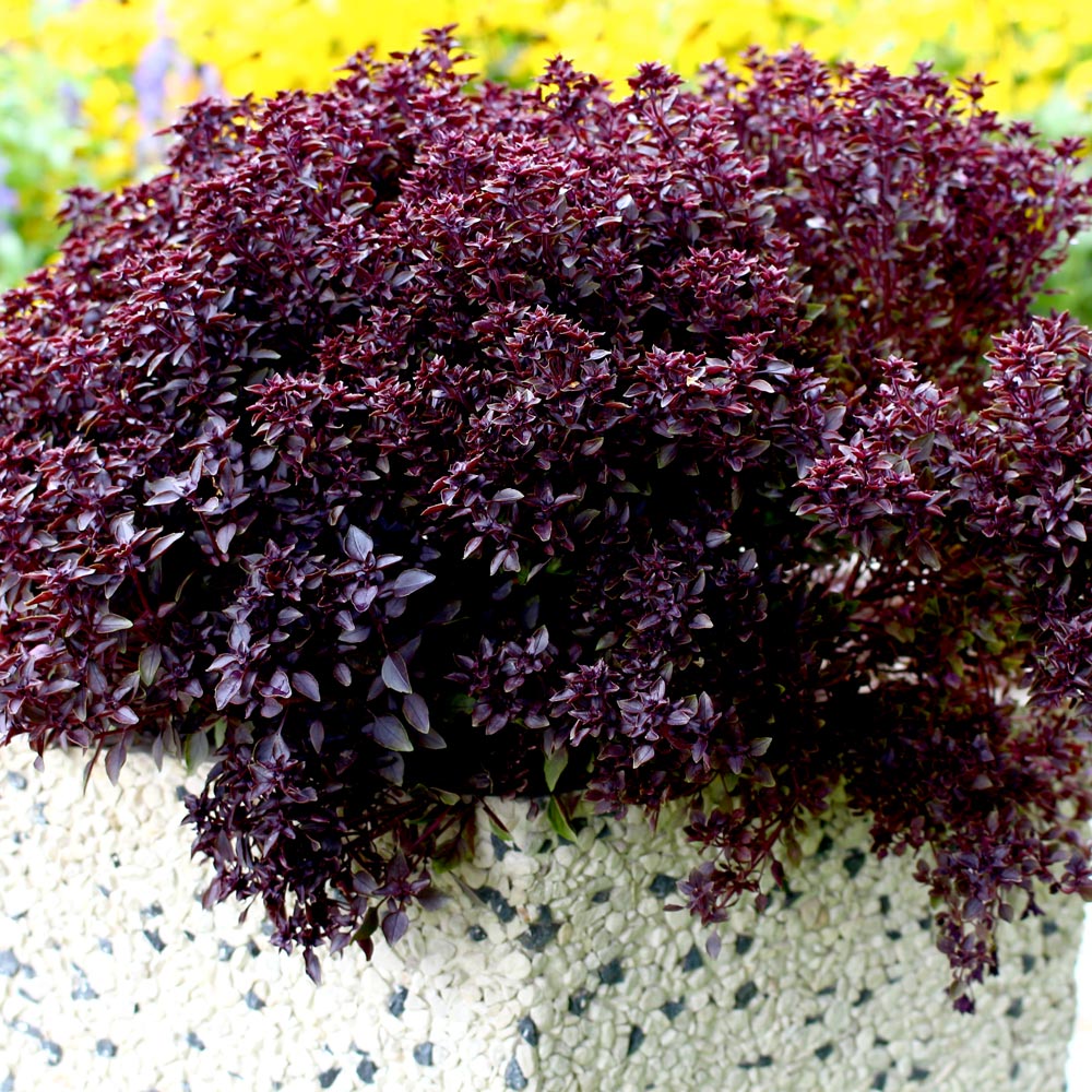 Basil 'Purple Ball'