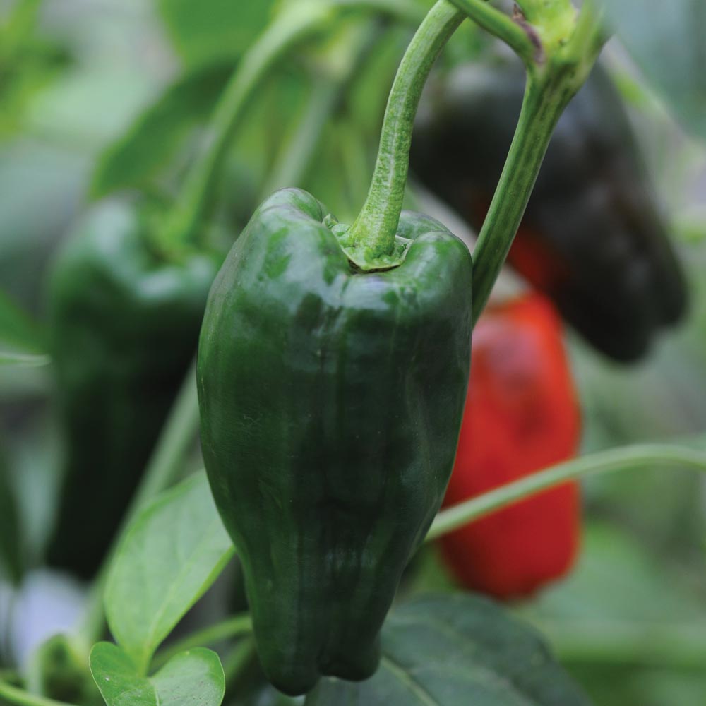 Chilli Pepper 'Padron'