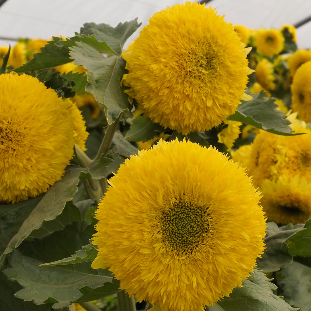 Sunflower 'Gummy Bear'