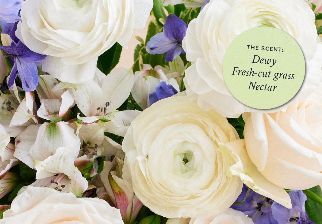 The Scent: