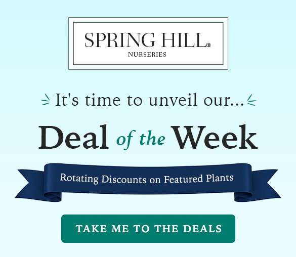 Deal of the Week