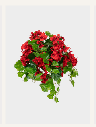 UV Treated Indoor/Outdoor Fake Geranium Hanging Bush 