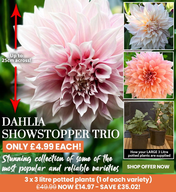Dahlia Showstopper Trio