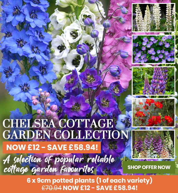 Chelsea Cottage Garden Collection