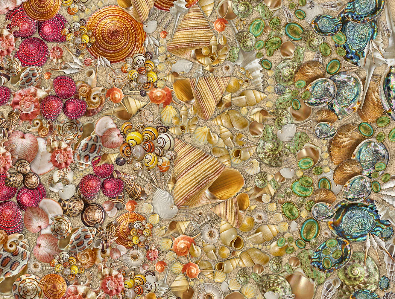 Image of Natural History Museum - Shells 1000 Piece Jigsaw Puzzle