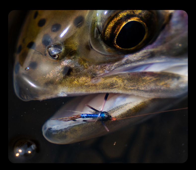 Fly in Fish