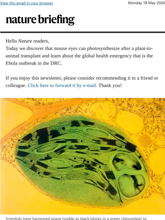 Mouse eyes can photosynthesize after a plant-to-animal transplant