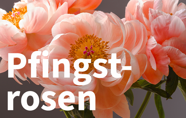 Unsere Pfingstrosen sind wieder da! Jetzt entdecken