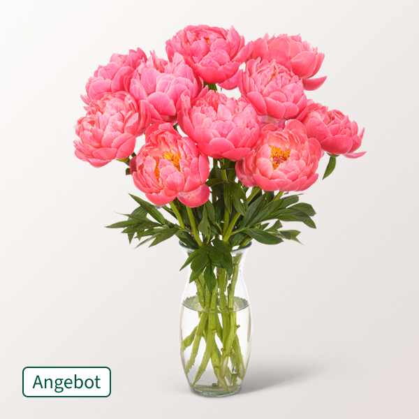 Einfach wunderschön: 5 oder 10 Pfingstrosen im Bund mit Gratis-Vase ab 31,99 €