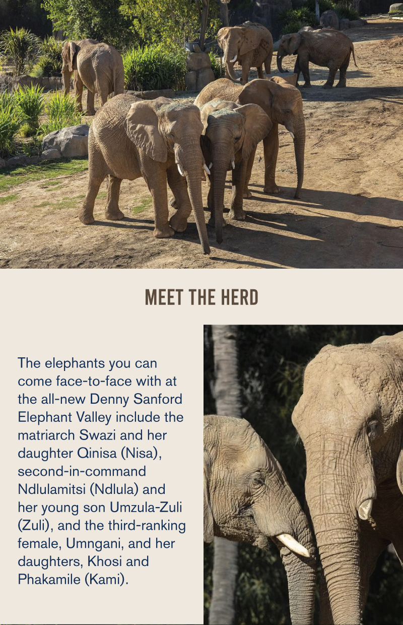 Meet the Herd