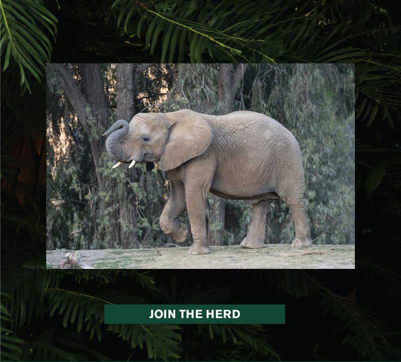 Join the Herd