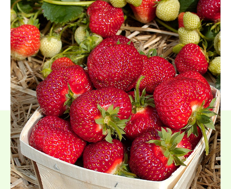 Honeoye Strawberry Bare Root