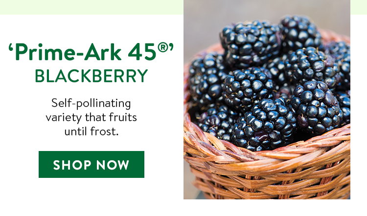 Prime-Ark 45® Blackberry Plant